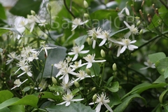 Clematis triloba